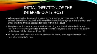 INITIAL INFECTION OF THE
INTERME-DIATE HOST
• When an oocyst or tissue cyst is ingested by a human or other warm-blooded
animal, the resilient cyst wall is dissolved by proteolytic enzymes in the stomach and
small intestine, freeing sporozoites from within the oocyst.
• The parasites first invade cells in and surrounding the intestinal epithelium, and
inside these cells, the parasites differentiate into tachyzoites, the motile and quickly
multiplying cellular stage of T. gondii.
• Tissue cysts in tissues such as brain and muscle tissue, form approximately 7–10
days after initial infection.
 