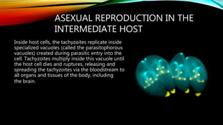 ASEXUAL REPRODUCTION IN THE
INTERMEDIATE HOST
Inside host cells, the tachyzoites replicate inside
specialized vacuoles (called the parasitophorous
vacuoles) created during parasitic entry into the
cell. Tachyzoites multiply inside this vacuole until
the host cell dies and ruptures, releasing and
spreading the tachyzoites via the bloodstream to
all organs and tissues of the body, including
the brain.
 