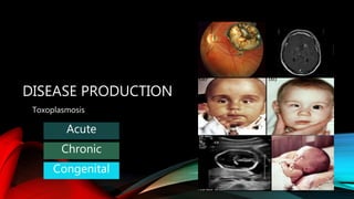 DISEASE PRODUCTION
Toxoplasmosis
Acute
Chronic
Congenital
 