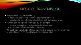 • Toxoplasmosis can be acquired by:
• ingestion of sporozoites-containing oocysts or bradyzoites
• transplacental from infected mother to fetus (only during acute phase).
• Humans can be exposed to oocysts by, for example:
• consuming unwashed vegetables or contaminated water
• by handling the feces (litter) of an infected cat.
• Although cats can also be infected by ingesting oocysts, they are much less
sensitive to oocyst infection than are intermediate hosts.
 