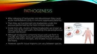 • After releasing of tachyzoites into bloodstream they cause
acute manifestations (only in immune suppressed patients).
• Then they are transformed into bradyzoites under the
pressure performed by the host immune response.
• Inside host cells, clusters of these bradyzoites are known as
tissue cysts & the cyst wall is formed by the parasitophorous
vacuole membrane.
• Although bradyzoite-containing tissue cysts can form in
virtually any organ, tissue cysts predominantly form and
persist in the brain, the eyes, and striated muscle (including
the heart).
• However, specific tissue tropisms can vary between species.
 