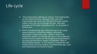 Life cycle
 The trophozoites replicate by mitosis. The trophozoites
are the infective forms, although both cysts and
trophozoites gain entry into the body through various
means. Entry can occur through the eye , the nasal
passages to the lower respiratory tract , or ulcerated or
broken skin .
 When Acanthamoeba spp. enters the eye it can cause
severe keratitis in otherwise healthy individuals,
particularly contact lens users . When it enters the
respiratory system or through the skin, it can invade the
central nervous system by hematogenous dissemination
causing granulomatous amebic encephalitis (GAE) or
disseminated disease , or skin lesions in individuals with
compromised immune systems. Acanthamoeba spp. cysts
and trophozoites are found in tissue.
 
