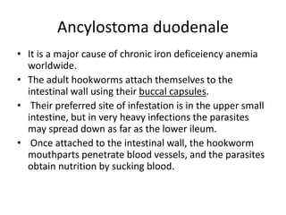 Ancylostoma duodenale
• It is a major cause of chronic iron deficeiency anemia
worldwide.
• The adult hookworms attach themselves to the
intestinal wall using their buccal capsules.
• Their preferred site of infestation is in the upper small
intestine, but in very heavy infections the parasites
may spread down as far as the lower ileum.
• Once attached to the intestinal wall, the hookworm
mouthparts penetrate blood vessels, and the parasites
obtain nutrition by sucking blood.
 