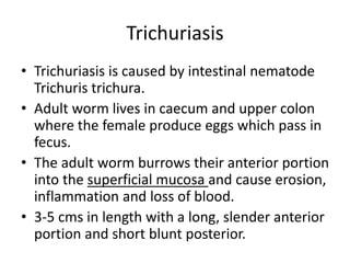 Trichuriasis
• Trichuriasis is caused by intestinal nematode
Trichuris trichura.
• Adult worm lives in caecum and upper colon
where the female produce eggs which pass in
fecus.
• The adult worm burrows their anterior portion
into the superficial mucosa and cause erosion,
inflammation and loss of blood.
• 3-5 cms in length with a long, slender anterior
portion and short blunt posterior.
 
