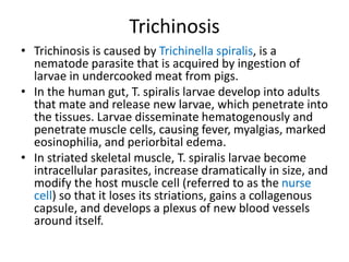 Trichinosis
• Trichinosis is caused by Trichinella spiralis, is a
nematode parasite that is acquired by ingestion of
larvae in undercooked meat from pigs.
• In the human gut, T. spiralis larvae develop into adults
that mate and release new larvae, which penetrate into
the tissues. Larvae disseminate hematogenously and
penetrate muscle cells, causing fever, myalgias, marked
eosinophilia, and periorbital edema.
• In striated skeletal muscle, T. spiralis larvae become
intracellular parasites, increase dramatically in size, and
modify the host muscle cell (referred to as the nurse
cell) so that it loses its striations, gains a collagenous
capsule, and develops a plexus of new blood vessels
around itself.
 