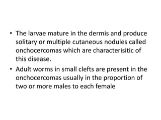 • The larvae mature in the dermis and produce
solitary or multiple cutaneous nodules called
onchocercomas which are characterisitic of
this disease.
• Adult worms in small clefts are present in the
onchocercomas usually in the proportion of
two or more males to each female
 