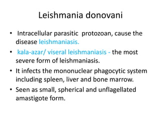 Leishmania donovani
• Intracellular parasitic protozoan, cause the
disease leishmaniasis.
• kala-azar/ viseral leishmaniasis - the most
severe form of leishmaniasis.
• It infects the mononuclear phagocytic system
including spleen, liver and bone marrow.
• Seen as small, spherical and unflagellated
amastigote form.
 