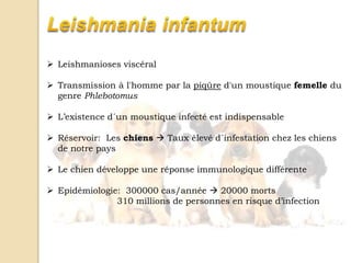  Leishmanioses viscéral
 Transmission à l'homme par la piqûre d'un moustique femelle du
genre Phlebotomus
 L’existence d´un moustique infecté est indispensable
 Réservoir: Les chiens  Taux élevé d´infestation chez les chiens
de notre pays
 Le chien développe une réponse immunologique différente
 Epidémiologie: 300000 cas/année  20000 morts
310 millions de personnes en risque d’infection
 
