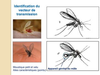 Identification du
vecteur de
transmission
Appareil génital du mâle
Moustique petit et velu
Ailes caractéristiques (pointu)
 