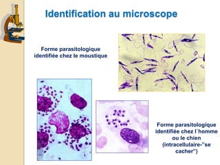 Identification au microscope
Forme parasitologique
identifiée chez le moustique
Forme parasitologique
identifiée chez l´homme
ou le chien
(intracellulaire-”se
cacher”)
 