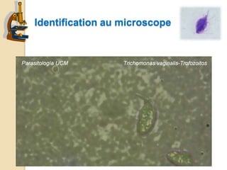 Identification au microscope
 