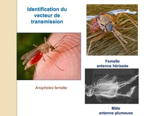Anopheles femelle
Mâle
antenne plumeuse
Femelle
antenne hérissée
Identification du
vecteur de
transmission
 