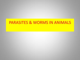 PARASITES & WORMS IN ANIMALS
 