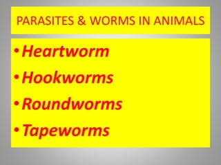PARASITES & WORMS IN ANIMALS
•Heartworm
•Hookworms
•Roundworms
•Tapeworms
 