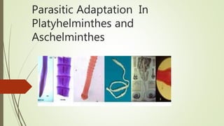 Parasitic Adaptation In
Platyhelminthes and
Aschelminthes
 