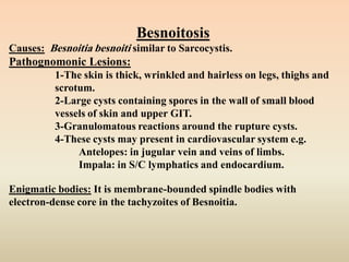 pathology of Parasitic diseases | PDF