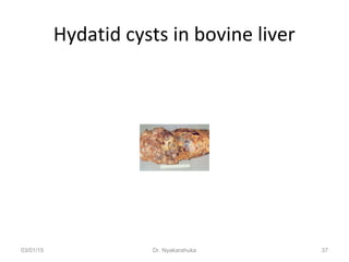 Meat Cyst Parasitic diseases important_in_meat_inspection | PPT
