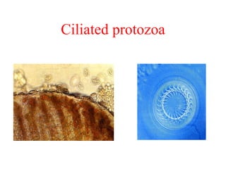 Protozoa In Fish Parasitic diseases of fish | PDF