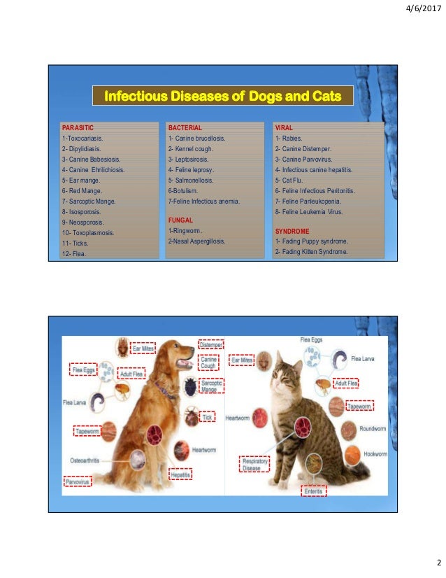 Parasitic Diseases Of Pet Animals