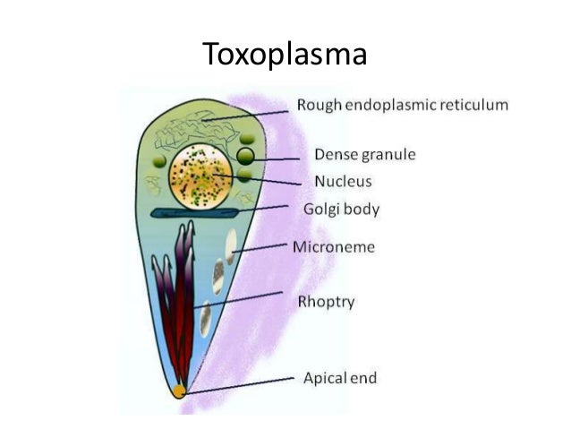 Parasitic-food borne diseases