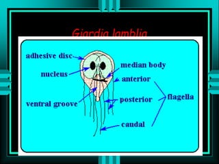 Giardia lamblia
 
