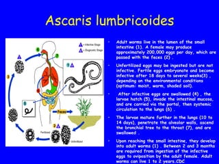 Ascaris lumbricoides
• Adult worms live in the lumen of the small
intestine (1). A female may produce
approximately 200,000 eggs per day, which are
passed with the feces (2) .
• Unfertilized eggs may be ingested but are not
infective. Fertile eggs embryonate and become
infective after 18 days to several weeks(3) ,
depending on the environmental conditions
(optimum: moist, warm, shaded soil).
• After infective eggs are swallowed (4) , the
larvae hatch (5), invade the intestinal mucosa,
and are carried via the portal, then systemic
circulation to the lungs (6) .
• The larvae mature further in the lungs (10 to
14 days), penetrate the alveolar walls, ascend
the bronchial tree to the throat (7), and are
swallowed .
• Upon reaching the small intestine, they develop
into adult worms (1) . Between 2 and 3 months
are required from ingestion of the infective
eggs to oviposition by the adult female. Adult
worms can live 1 to 2 years.CDC
 