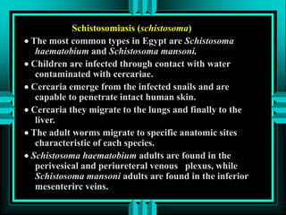 Schistosomiasis (schistosoma)
 The most common types in Egypt are Schistosoma
haematobium and Schistosoma mansoni.
 Children are infected through contact with water
contaminated with cercariae.
 Cercaria emerge from the infected snails and are
capable to penetrate intact human skin.
 Cercaria they migrate to the lungs and finally to the
liver.
 The adult worms migrate to specific anatomic sites
characteristic of each species.
 Schistosoma haematobium adults are found in the
perivesical and periureteral venous plexus, while
Schistosoma mansoni adults are found in the inferior
mesenterirc veins.
 