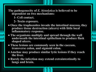 The pathogenecity of E. histolytica is believed to be
dependent on two mechanisms:
1- Cell contact.
2- Toxin exposure.
 Once the trophozoites invade the intestinal mucosa, they
produce tissue destruction (ulcers) with little local
inflammatory response.
 The organisms multiply and spread through the wall
underneath the intestinal epithelium to produce flask
shaped ulcers.
 These lesions are commonly seen in the caecum,
transverse colon, and sigmoid colon.
 Amebae may produce similar lytic lesions if they reach
the liver.
 Rarely the infection may extend extraintestinally to
lungs and brain.
 