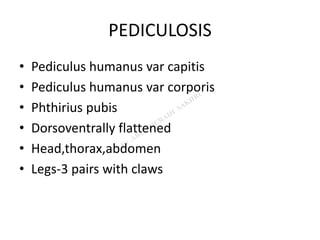 PEDICULOSIS
• Pediculus humanus var capitis
• Pediculus humanus var corporis
• Phthirius pubis
• Dorsoventrally flattened
• Head,thorax,abdomen
• Legs-3 pairs with claws
 