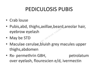 PEDICULOSIS PUBIS
• Crab louse
• Pubis,abd, thighs,axillae,beard,areolar hair,
eyebrow eyelash
• May be STD
• Maculae cerulae,bluish grey macules upper
thighs,abdomen
• Rx- permethrin GBH, petrolatum
over eyelash, flourescien e/d, ivermectin
 