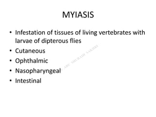 MYIASIS
• Infestation of tissues of living vertebrates with
larvae of dipterous flies
• Cutaneous
• Ophthalmic
• Nasopharyngeal
• Intestinal
 