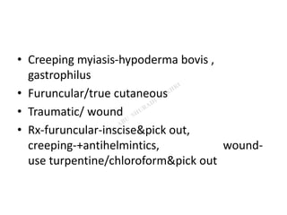 • Creeping myiasis-hypoderma bovis ,
gastrophilus
• Furuncular/true cutaneous
• Traumatic/ wound
• Rx-furuncular-inscise&pick out,
creeping-+antihelmintics, wound-
use turpentine/chloroform&pick out
 