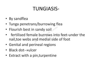 TUNGIASIS-
• By sandflea
• Tunga penetrans/burrowing flea
• Flourish best in sandy soil
• fertilised female burrows into feet-under the
nail,toe webs and medial side of foot
• Genital and perineal regions
• Black dotulcer
• Extract with a pin,turpentine
 