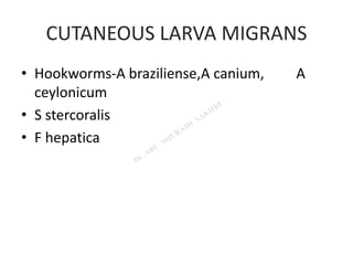 CUTANEOUS LARVA MIGRANS
• Hookworms-A braziliense,A canium, A
ceylonicum
• S stercoralis
• F hepatica
 
