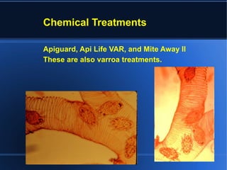Parasitic mites and the honeybee | ODP