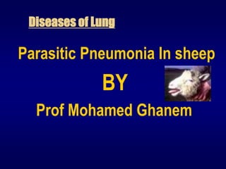 Diseases of Lung
Parasitic Pneumonia In sheep
BY
Prof Mohamed Ghanem
 