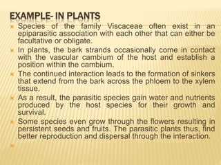 EXAMPLE- IN PLANTS
 Species of the family Viscaceae often exist in an
epiparasitic association with each other that can either be
facultative or obligate.
 In plants, the bark strands occasionally come in contact
with the vascular cambium of the host and establish a
position within the cambium.
 The continued interaction leads to the formation of sinkers
that extend from the bark across the phloem to the xylem
tissue.
 As a result, the parasitic species gain water and nutrients
produced by the host species for their growth and
survival.
 Some species even grow through the flowers resulting in
persistent seeds and fruits. The parasitic plants thus, find
better reproduction and dispersal through the interaction.

 