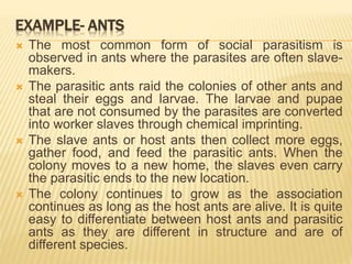 EXAMPLE- ANTS
 The most common form of social parasitism is
observed in ants where the parasites are often slave-
makers.
 The parasitic ants raid the colonies of other ants and
steal their eggs and larvae. The larvae and pupae
that are not consumed by the parasites are converted
into worker slaves through chemical imprinting.
 The slave ants or host ants then collect more eggs,
gather food, and feed the parasitic ants. When the
colony moves to a new home, the slaves even carry
the parasitic ends to the new location.
 The colony continues to grow as the association
continues as long as the host ants are alive. It is quite
easy to differentiate between host ants and parasitic
ants as they are different in structure and are of
different species.
 