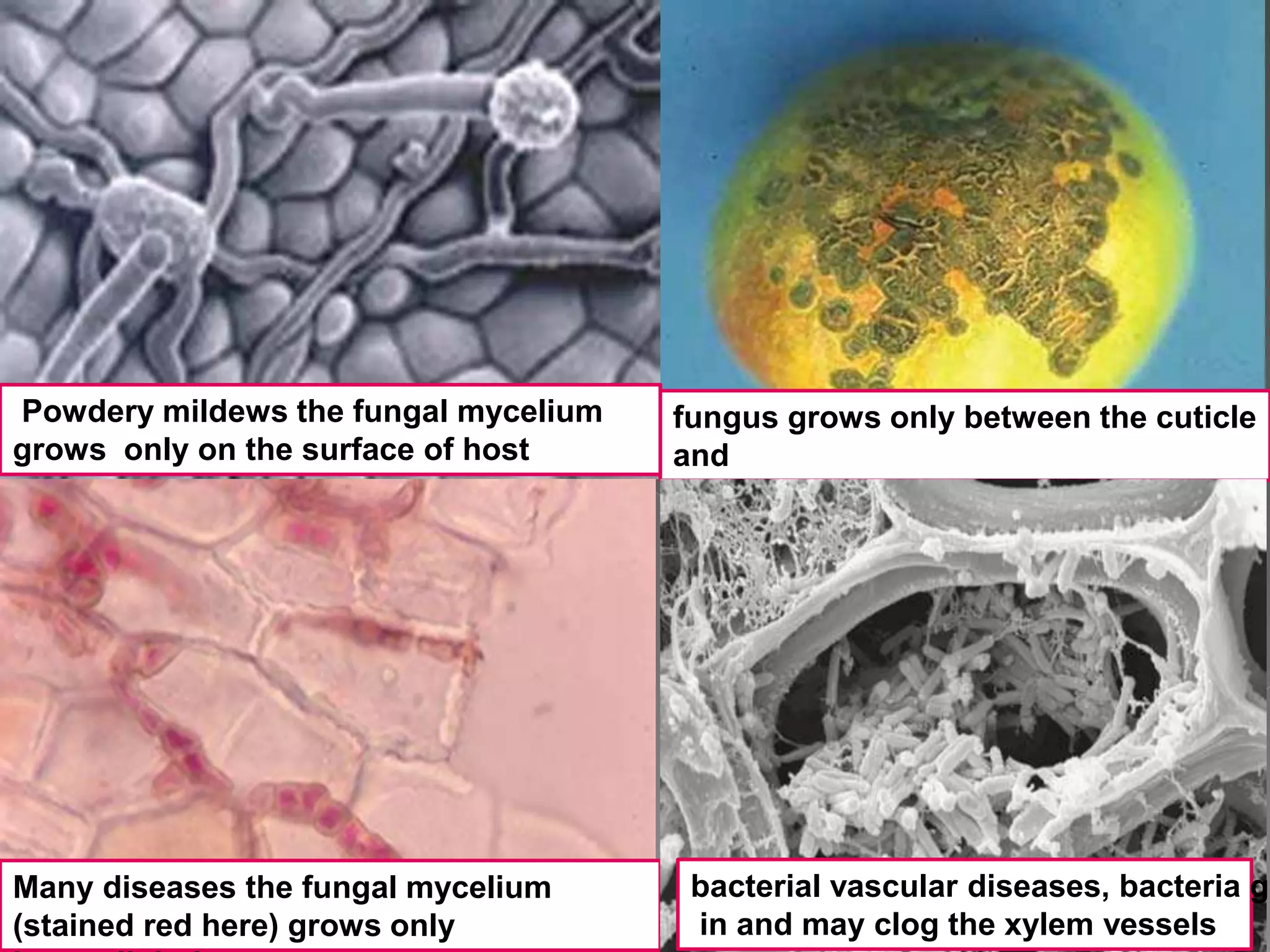 Hyperparasite Example Parasitism and disease | PPTX