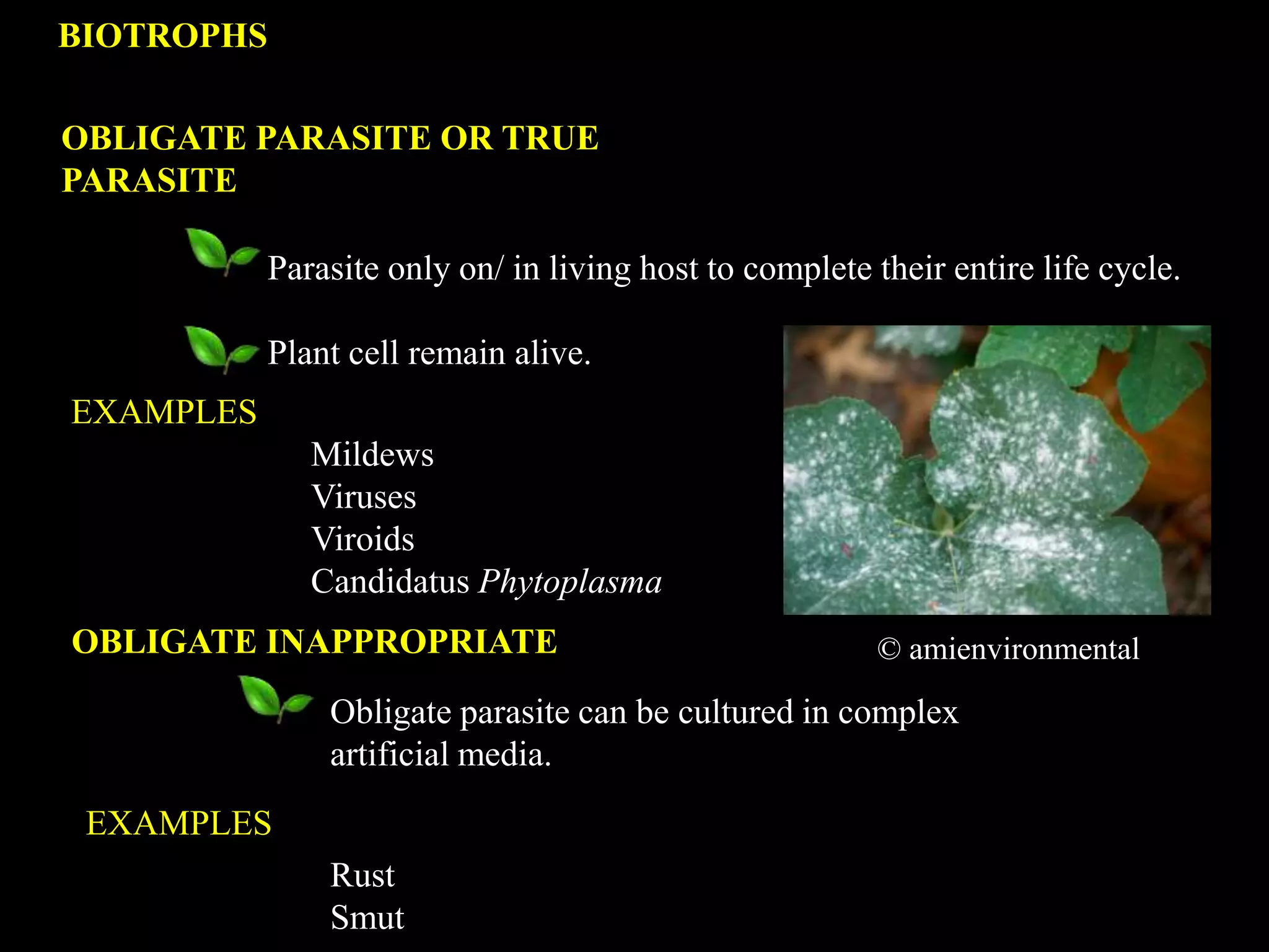 BIOTROPHS
OBLIGATE INAPPROPRIATE
OBLIGATE PARASITE OR TRUE
PARASITE
Parasite only on/ in living host to complete their entire life cycle.
Plant cell remain alive.
Obligate parasite can be cultured in complex
artificial media.
Mildews
Viruses
Viroids
Candidatus Phytoplasma
EXAMPLES
Rust
Smut
EXAMPLES
© amienvironmental
 