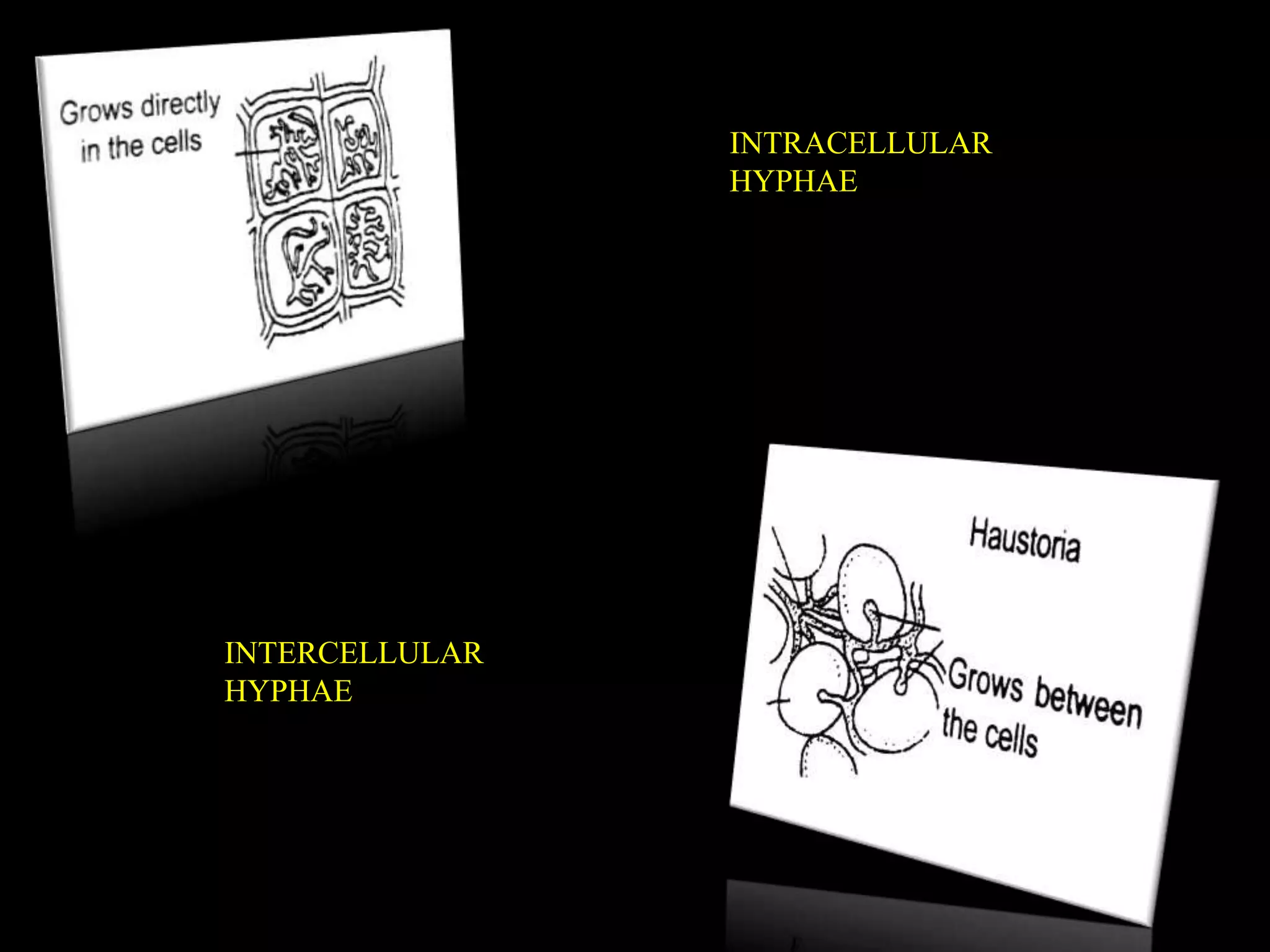 INTRACELLULAR
HYPHAE
INTERCELLULAR
HYPHAE
 