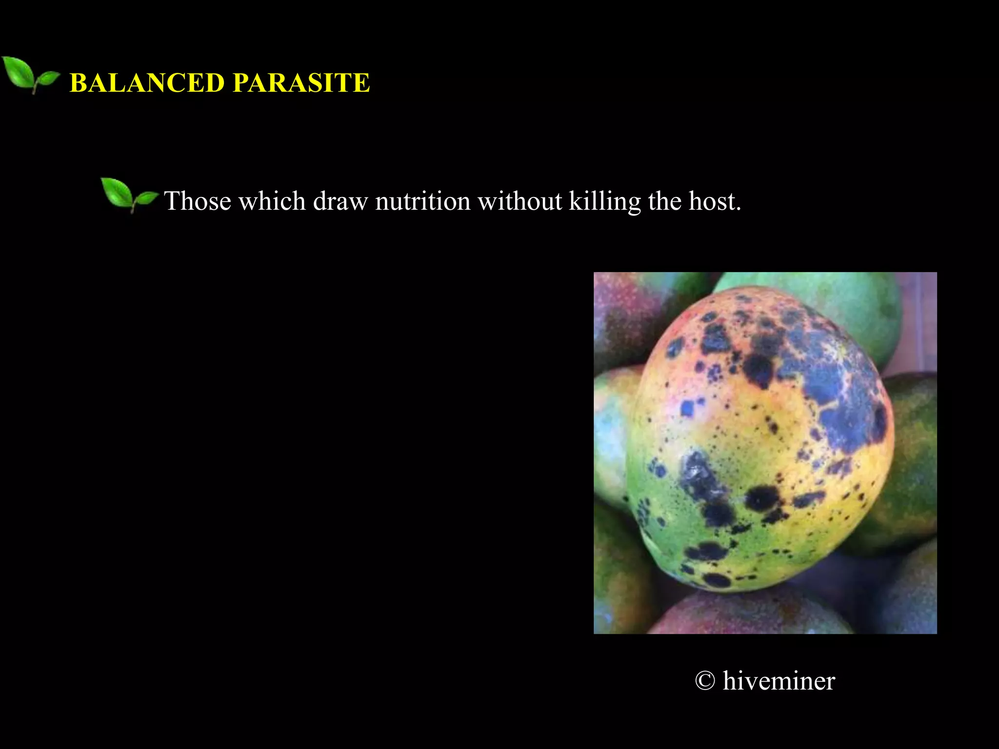 BALANCED PARASITE
Those which draw nutrition without killing the host.
© hiveminer
 
