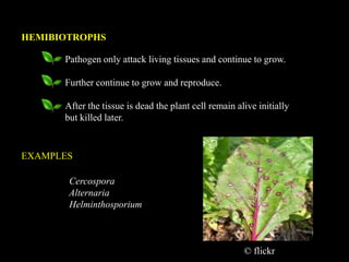HEMIBIOTROPHS
Pathogen only attack living tissues and continue to grow.
Further continue to grow and reproduce.
After the tissue is dead the plant cell remain alive initially
but killed later.
Cercospora
Alternaria
Helminthosporium
EXAMPLES
© flickr
 