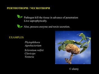 PERTHOTROPH / NECROTROPH
Pathogen kill the tissue in advance of penetration
Live saprophytically.
Also, possess enzyme and toxin secretion.
Phytophthora
Agrobacterium
Sclerotium rolfsii
Claviceps
Venturia
EXAMPLES
© alamy
 