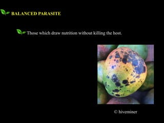 BALANCED PARASITE
Those which draw nutrition without killing the host.
© hiveminer
 