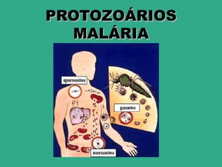 PROTOZOÁRIOS
  MALÁRIA
 