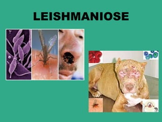 LEISHMANIOSE
 