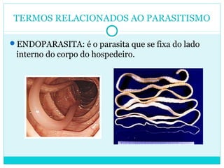 TERMOS RELACIONADOS AO PARASITISMO 
ENDOPARASITA: é o parasita que se fixa do lado 
interno do corpo do hospedeiro. 
 