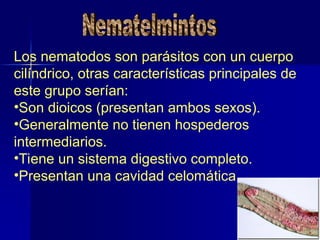 Los nematodos son parásitos con un cuerpo
cilíndrico, otras características principales de
este grupo serían:
•Son dioicos (presentan ambos sexos).
•Generalmente no tienen hospederos
intermediarios.
•Tiene un sistema digestivo completo.
•Presentan una cavidad celomática.
 