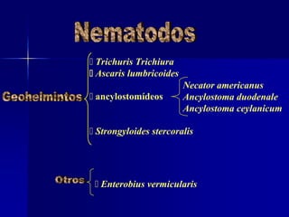 Trichuris Trichiura
 Ascaris lumbricoides
 ancylostomídeos
 Strongyloides stercoralis
 Enterobius vermicularis
Necator americanus
Ancylostoma duodenale
Ancylostoma ceylanicum
 